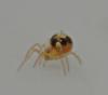 Theridiinae inconnu